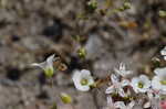 Oneflower stitchwort